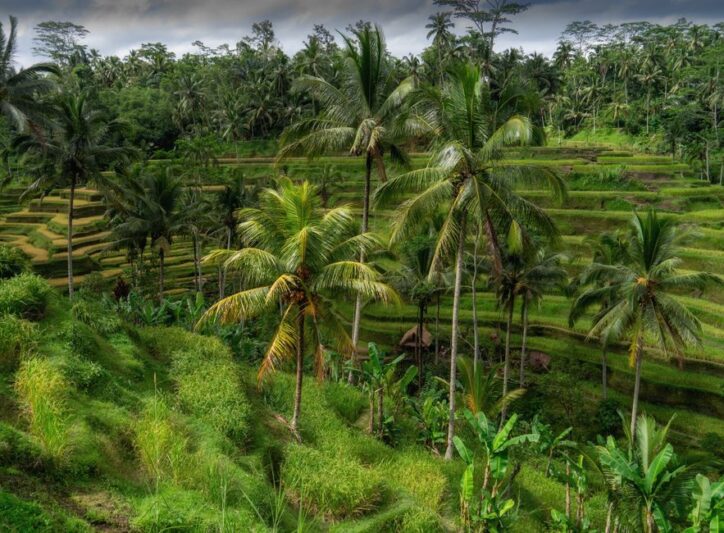 Stockholm Bali